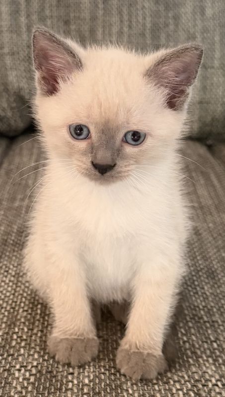 Bianco
