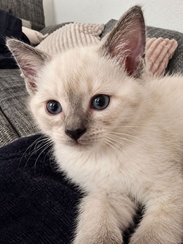 Bianco